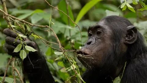 Apes Ingesting the Equivalent of One Lager Each Day from Overripe Fruit, Study Finds