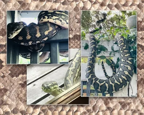 Embracing the Serpents in My Ceiling: An Evolution from Fear to Fascination