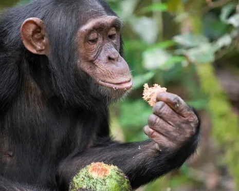 Chimpanzees Consume Daily Ethanol Comparable to a Beer from Fermented Fruit