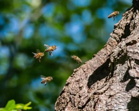 Why Saving Honeybees Might Negatively Affect Other Bee Species